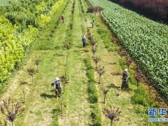 河北景縣：園林綠化產業化 就業脫貧樂開花