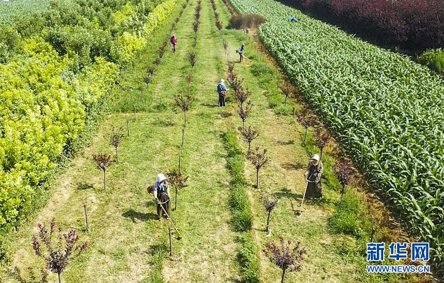 （經濟）（1）河北景縣：園林綠化產業化 就業脫貧樂開花